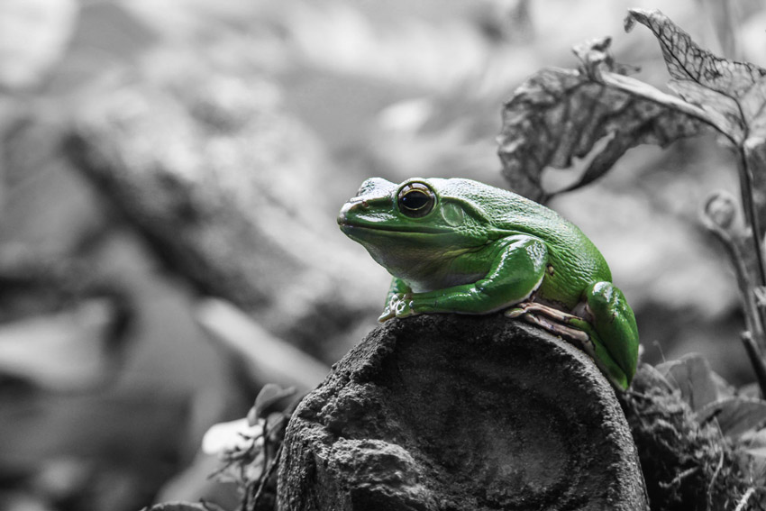 frog Fehler in der IT & dem Datenschutz sammeln sich meist schleichend