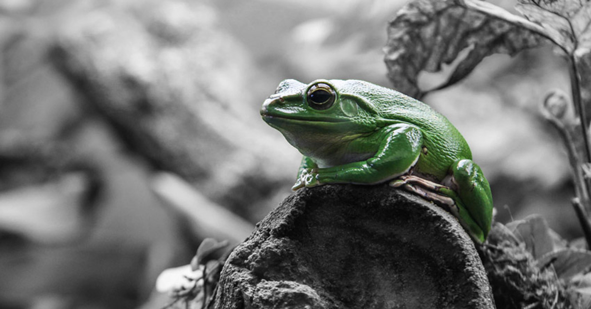 Frog Fb Erste Hilfe nach dem Cyberangriff - Titelbild